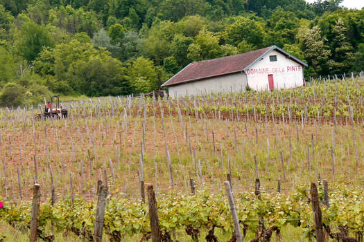 Vin Jaune- Domaine de la Pinte - Vin Biodynamique du Jura