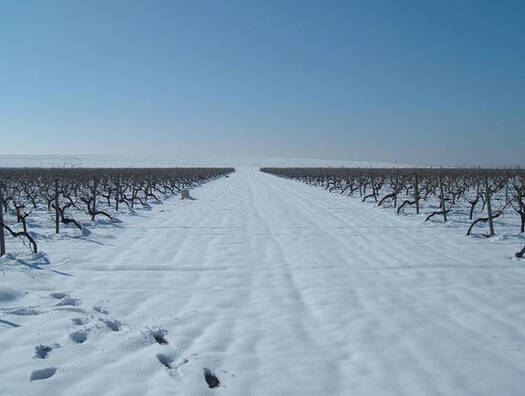 VIÑEDOS DE NIEVA | Nieva, Rueda