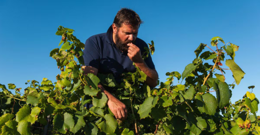 JÉRÔME BRETAUDEAU | Gétigné, Muscadet